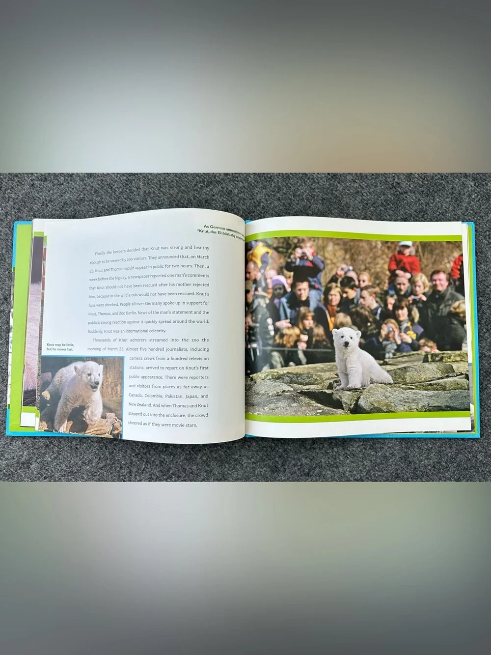 Knut: How One Little Polar Bear Captivated the World Children's Hardcover Book